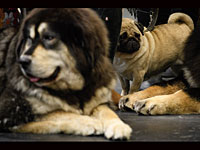 Crufts Dog Show 2018: крупнейшая собачья выставка Европы Crufts Dog Show 2018: крупнейшая собачья выставка Европы