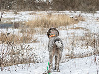 Юрий Лоза потребовал прекратить разводить в Подмосковье волкодавов

