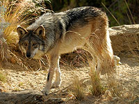 Минсельхоз предлагает денежное вознаграждение за отстрел волков