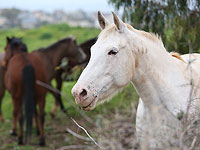 Обвинение: житель Верхней Галилеи морил голодом лошадей