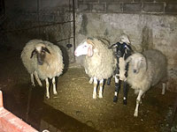 Двое арабских нелегалов задержаны по подозрению в хищении баранов