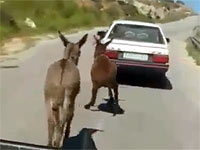 Израильские пограничники освободили осла, которого хозяин-араб привязал к машине. ВИДЕО