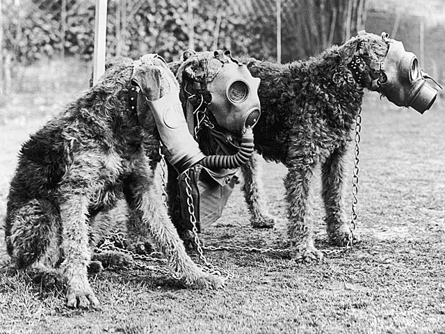 The Sun: тысячи собак погибли мучительной смертью в ходе испытаний  