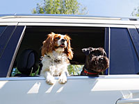 Частным автомобилям с двумя пассажирами разрешат проезд по полосам общественного транспорта