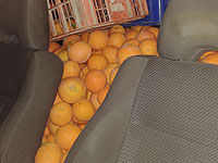 Обвиняемый в хищении 500 кг авокадо задержан за хищение полутонны апельсинов