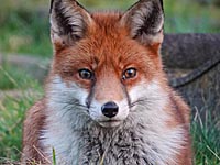 Лиса посетила тренировку сборной Польши