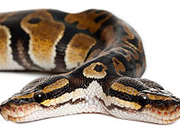 Во Флориде родился уникальный удав с двумя головами и двумя сердцами