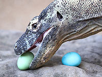 Пасхальный завтрак в зоопарке Таронга. Фоторепортаж