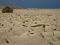 2018 год будет объявлен пятым подряд годом засухи