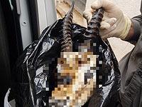 Оружие и голова газели обнаружены в доме в Калансуа