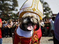 От собак до лам: благословение животных в Лос-Анджелесе. Фоторепортаж 
