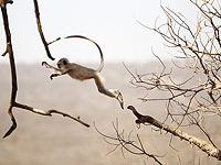 Полиция Индии разыскивает обезьяну, которая похитила и убила младенца