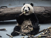 Борьба за сохранение вида: гигантские панды в Сычуане. Фоторепортаж