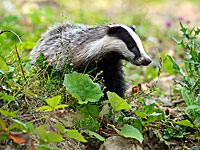 В Галилее обнаружен барсук, зараженный бешенством