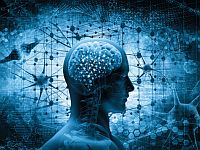 Новое исследование американских ученых: мозг возможно регенерировать даже в старости