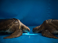 На пляже Бецет, в Западной Галилее, камнями убиты две морские черепахи