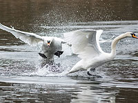Долгожданная весна в Британии: температура бьет рекорды. Фоторепортаж 
