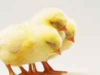 Израильтянин  Яаков Нахмиас, создатель 