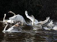 Возращение на свободу: лебеди на озере Ауссенальстер. Фоторепортаж 
