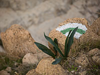 В Эйн-Геди обнаружен мужчина без признаков жизни