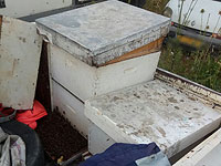 Полиция задержала двоих ужаленных похитителей ульев