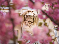 Японская вишня в немецких кварталах. Фотореопортаж из Бонна 
