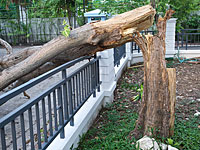 В результате урагана в Москве пострадали 14 человек