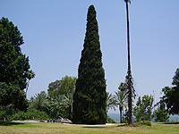 В долине реки Иордан рухнули два дерева, считавшиеся символами истории Израиля 