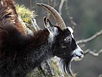 Матч чемпионата Судана был прерван из-за козла