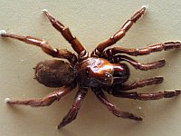 Скончалась старейшая в мире паучиха