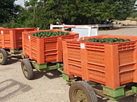 Полиция предотвратила хищение более двух тонн авокадо в Нес-Амим