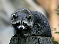 Енот на несколько часов задержал рейс Air Canada
