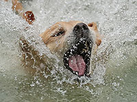 Common Woof Games: собачье испытание на прочность. Фоторепортаж