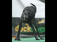 Common Woof Games в Мельбурне Common Woof Games в Мельбурне