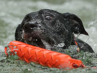 Common Woof Games в Мельбурне Common Woof Games в Мельбурне