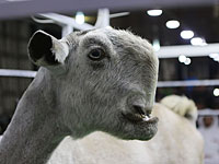 Аукцион левантийских козлов. Фоторепортаж из Аммана
