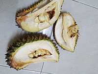 Из-за сгнившего фрукта был эвакуирован университет в Мельбурне
