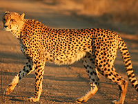 В нидерландском сафари-парке группа туристов 