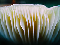 В Иране зафиксировано более 680 случаев отравления ядовитыми грибами