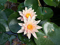 Из-за кувшинок двухлетняя девочка едва не утонула в реке Яркон