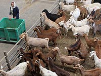 Задержаны трое подозреваемых в краже альпийских коз