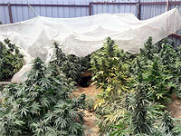 В Негеве обнаружена теплица с коноплей