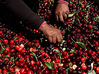 Сезон сбора черешни в Калифорнии. Фоторепортаж