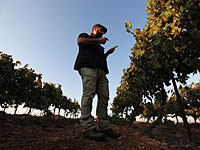 Около Хеврона нанесен ущерб винограднику, повреждены сотни кустов