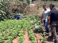 Возле Лода обнаружено поле для выращивания конопли