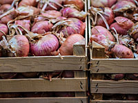 В кибуце Манара похищены сотни килограммов лука