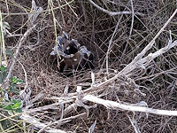 Обстрелы из Газы и удары ЦАХАЛа. Видео и фоторепортаж