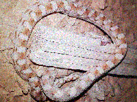 Подросток, укушенный змеей, доставлен вертолетом в больницу 