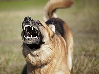 В Восточном Иерусалиме собака искусала трехлетнего ребенка