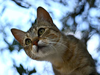 Пожарные Хайфы бросились на помощь котенку после сообщения о